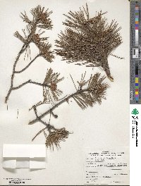 Pinus virginiana image