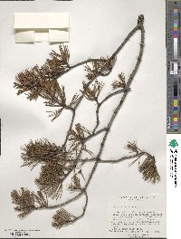 Pinus virginiana image