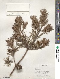 Pinus virginiana image