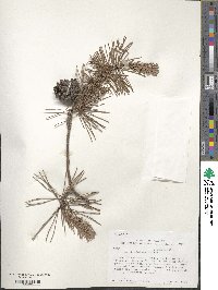 Pinus virginiana image