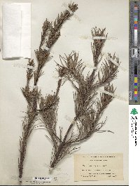 Pinus virginiana image