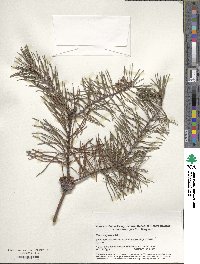 Pinus virginiana image