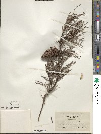 Pinus virginiana image