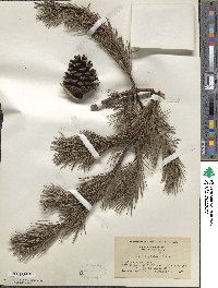 Pinus virginiana image