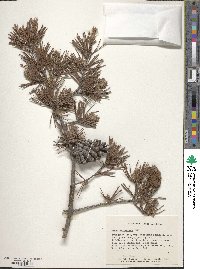 Pinus virginiana image