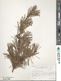 Pinus virginiana image