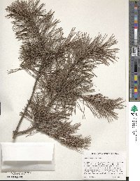 Pinus virginiana image