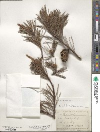 Pinus virginiana image