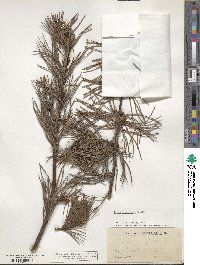 Pinus virginiana image