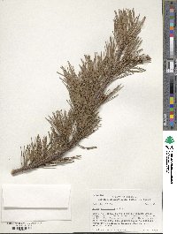 Pinus virginiana image