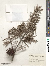 Pinus virginiana image