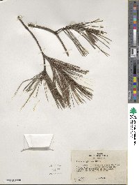 Pinus virginiana image