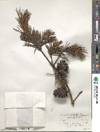 Pinus virginiana image