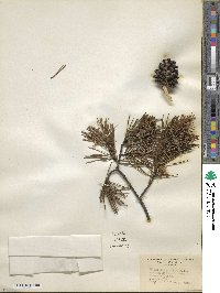 Pinus virginiana image