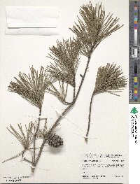 Pinus virginiana image