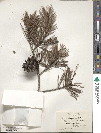 Pinus virginiana image