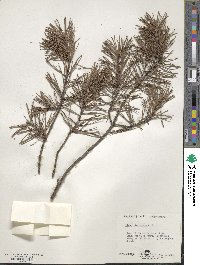 Pinus virginiana image