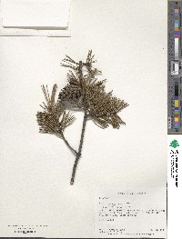 Pinus virginiana image