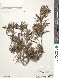 Pinus virginiana image