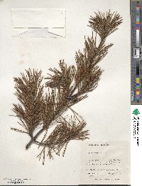 Pinus virginiana image