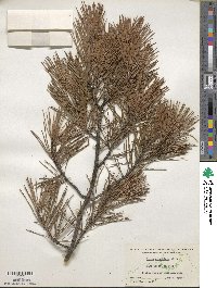 Pinus virginiana image