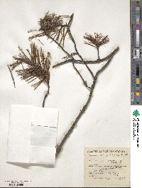 Pinus virginiana image