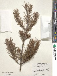 Pinus virginiana image