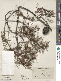 Pinus virginiana image