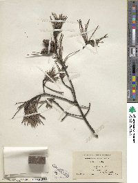 Pinus virginiana image