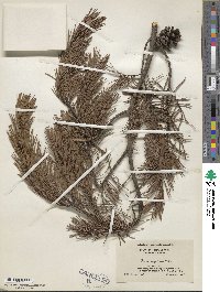 Pinus virginiana image