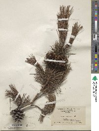 Pinus virginiana image