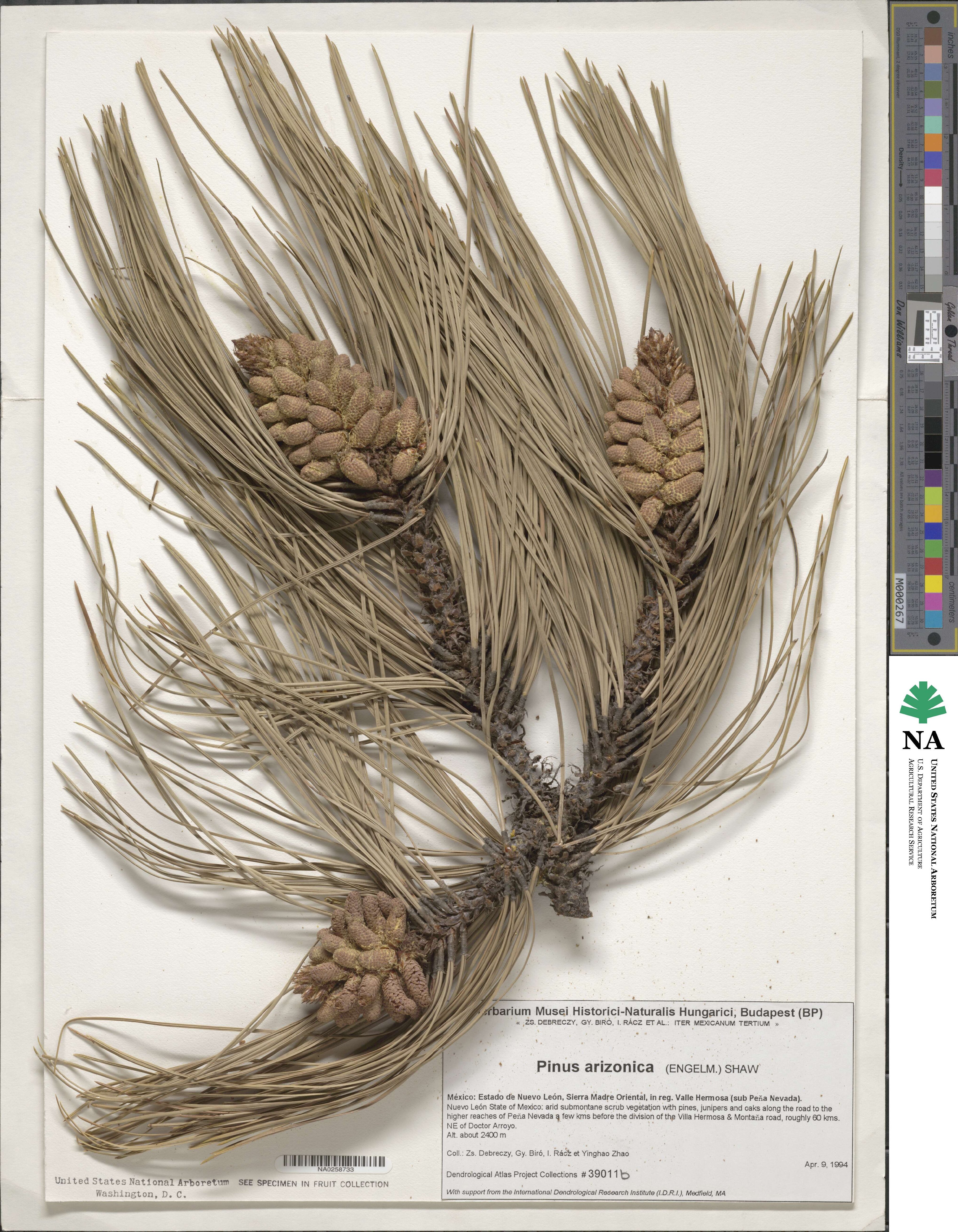 Pinus arizonica image