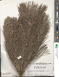 Pinus ayacahuite image