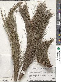 Pinus ayacahuite image