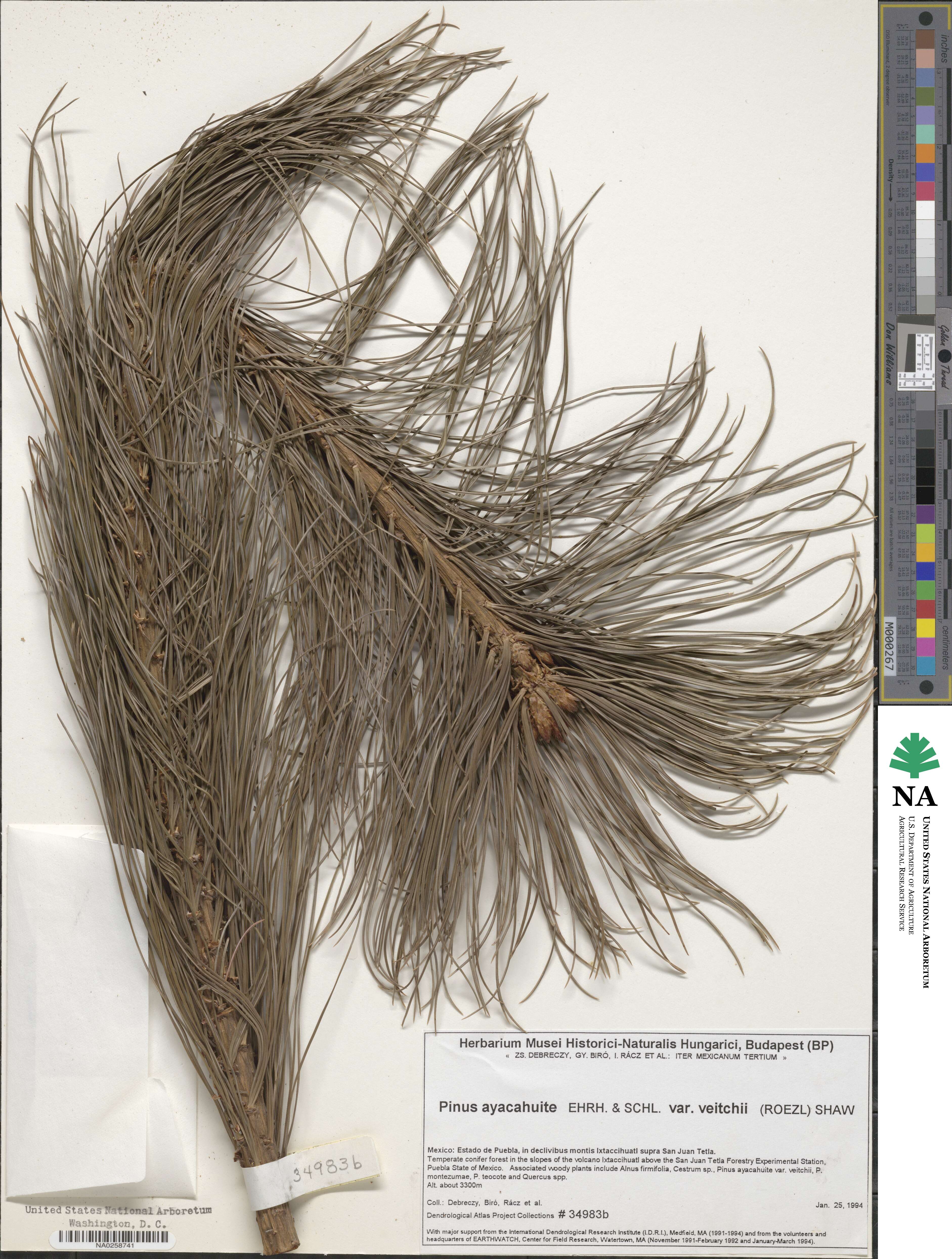 Pinus ayacahuite var. veitchii image