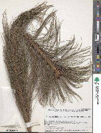 Pinus ayacahuite image