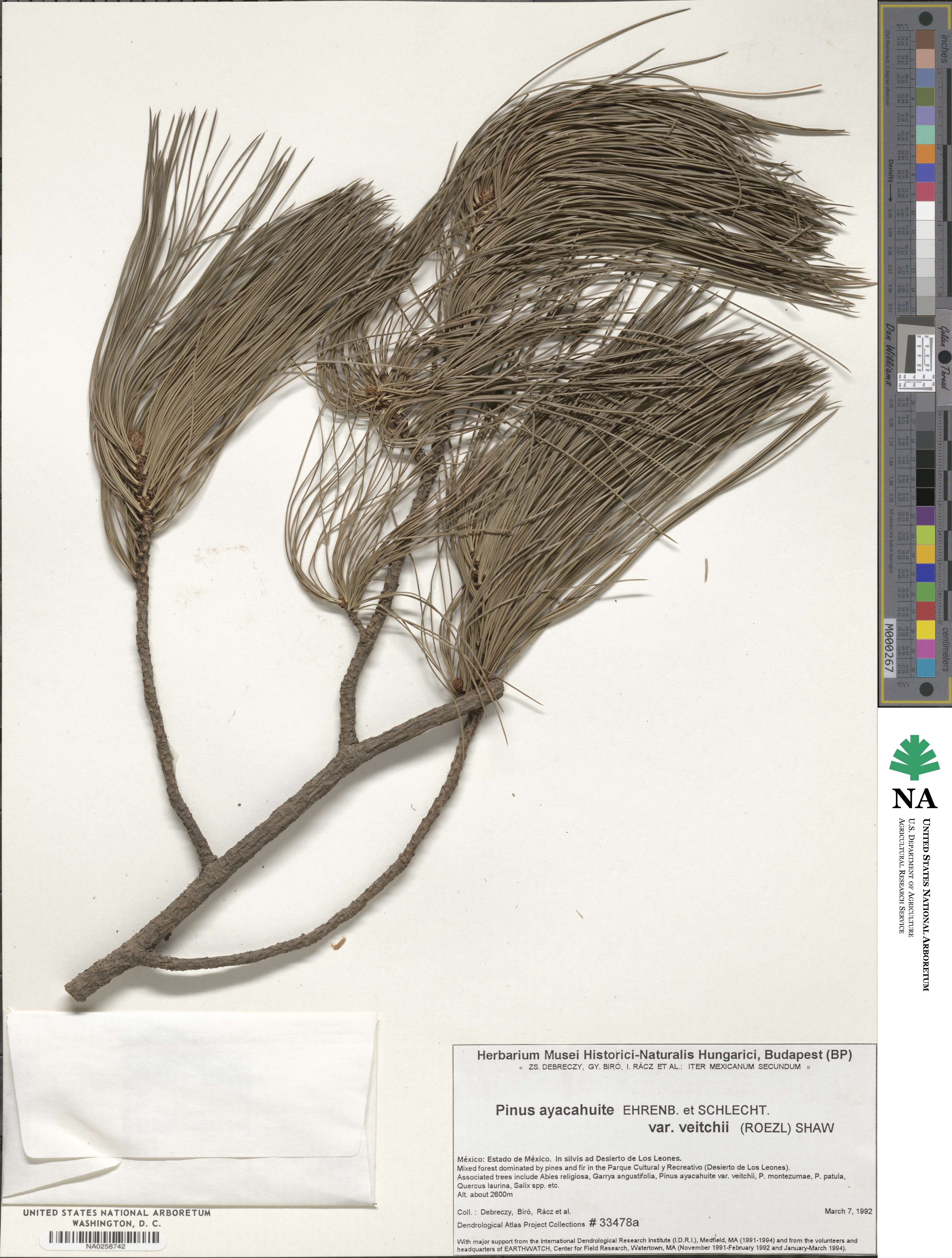Pinus ayacahuite var. veitchii image