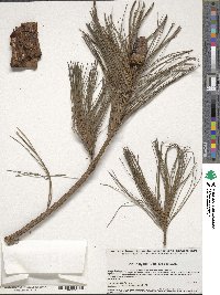 Pinus ayacahuite image