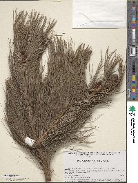 Pinus ayacahuite image