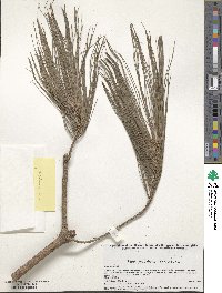 Pinus ayacahuite image