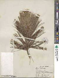 Pinus ayacahuite image