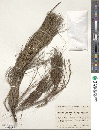 Pinus ayacahuite image