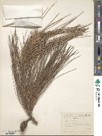 Pinus caribaea image