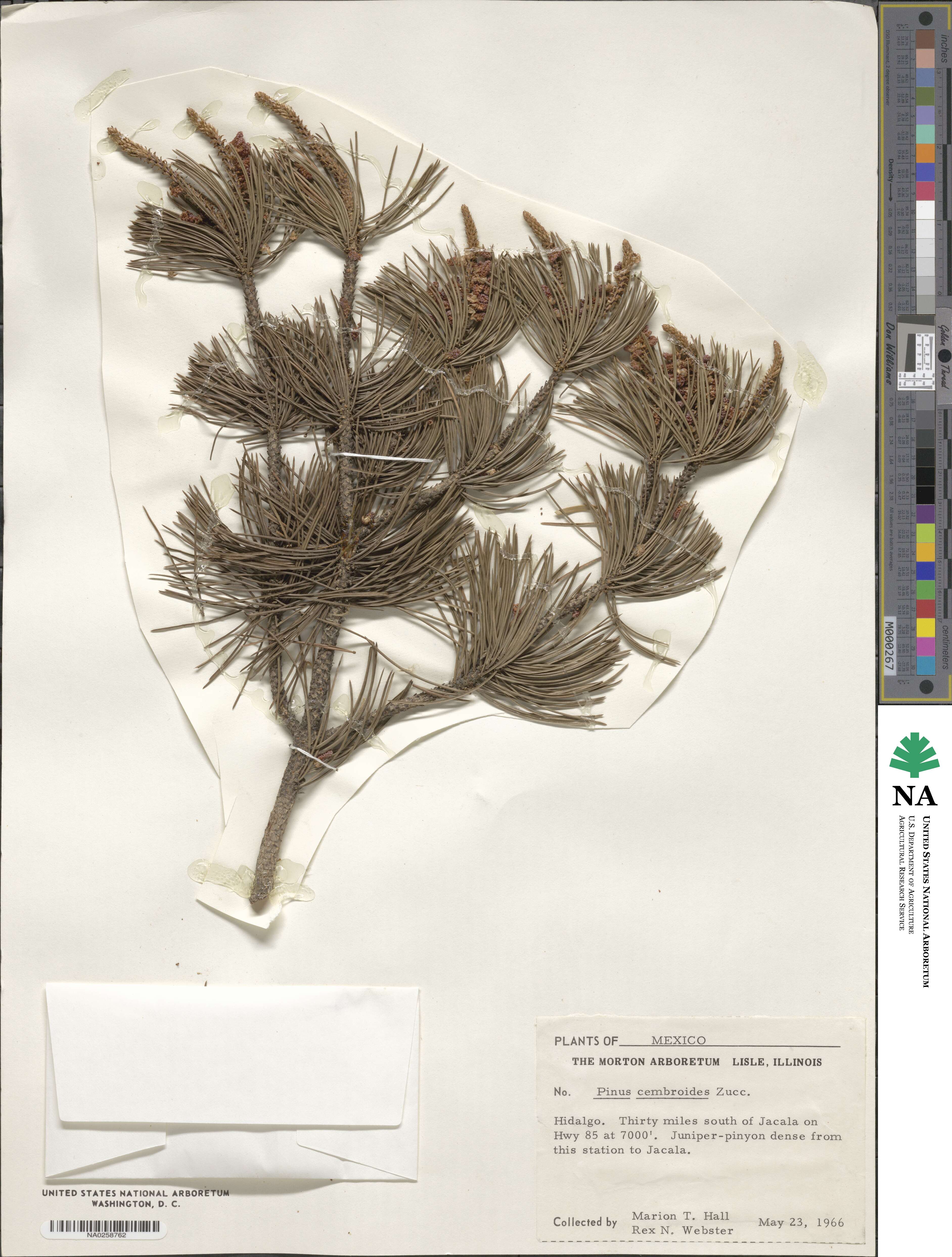 Pinus cembroides image