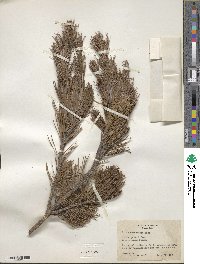 Pinus cembroides image