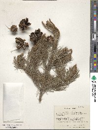 Pinus cembroides image