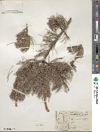 Pinus cembroides image