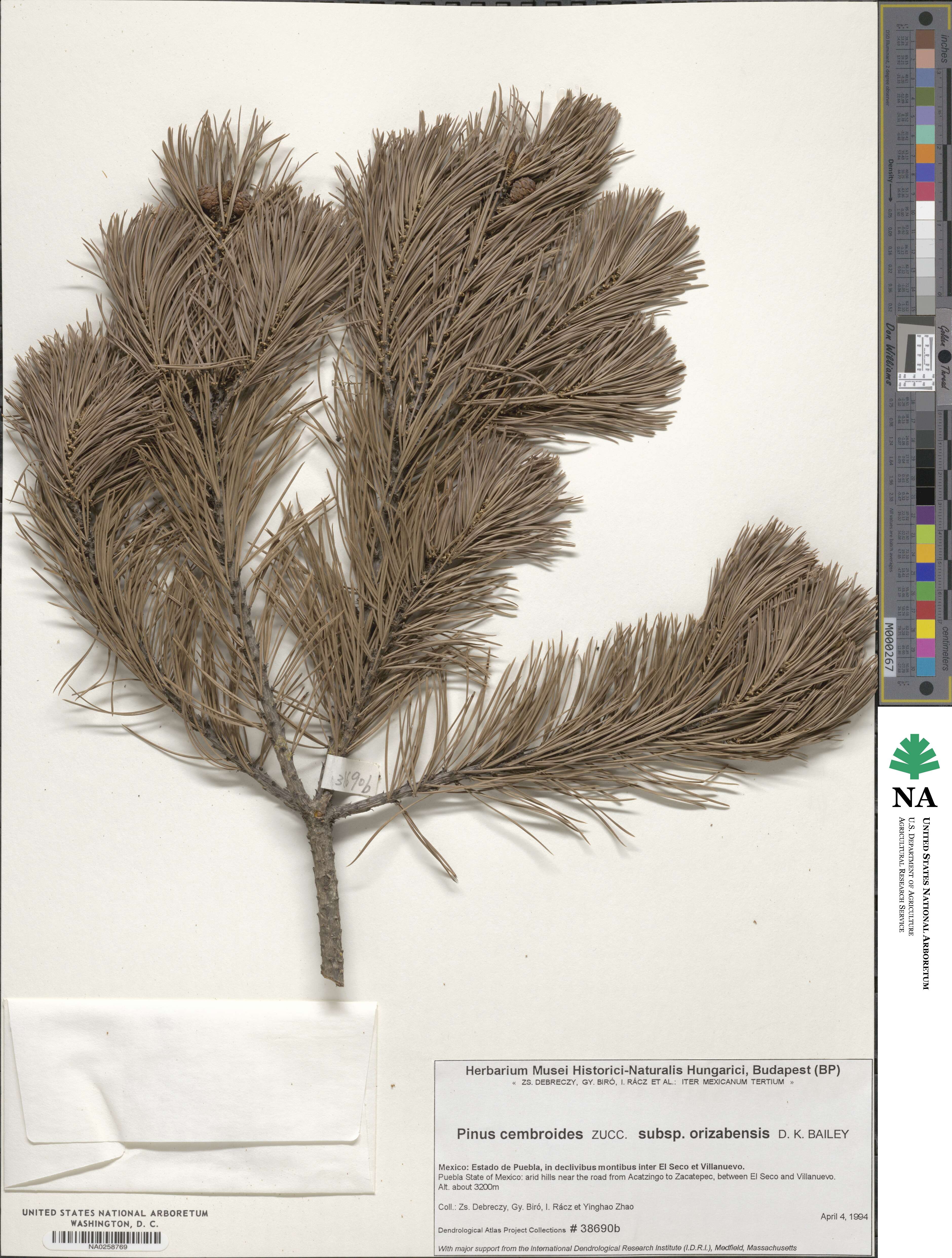 Pinus cembroides image
