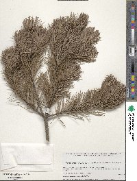 Pinus cembroides image