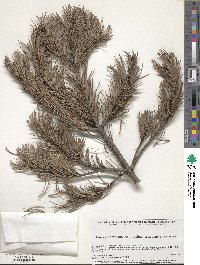 Pinus cembroides image